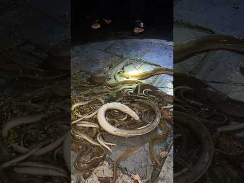 Local Baam Fishing Catch Eelfishing Nepal Viral