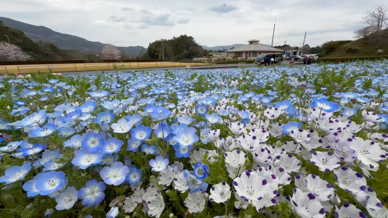 March 30, 2026 Turmeric, Lapis Lazuli, and rapeseed blossoms are