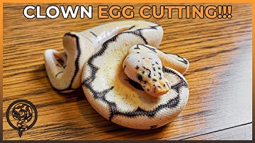What an Amazing Clown Ball Python Egg Cutting to End 2022!