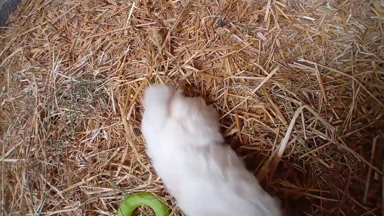 Chiot bichon maltais né le 13 Décembre