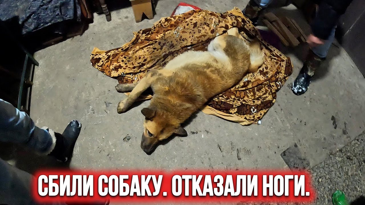 Сон собаку сбила машина Сон собаку сбила машина