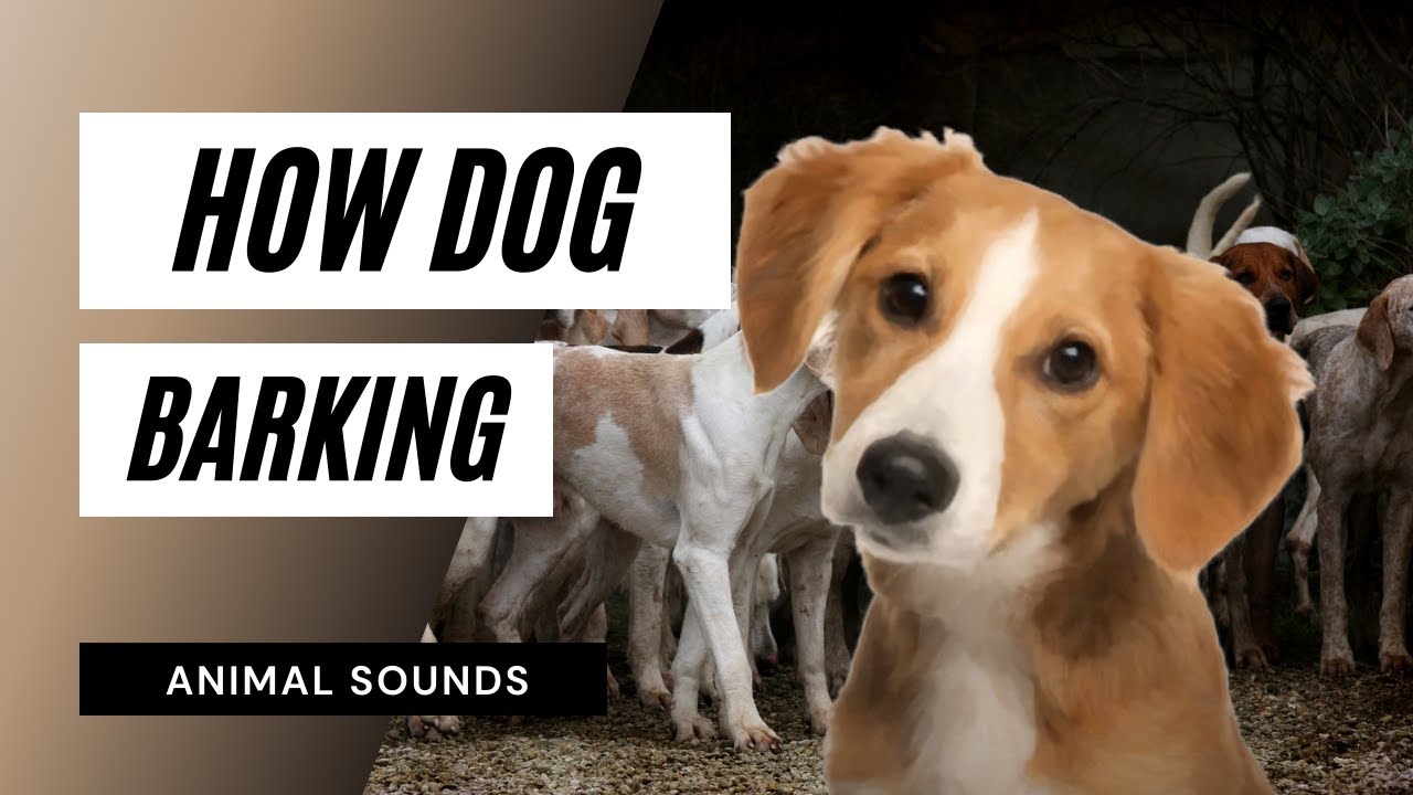 what sound will make a dog bark