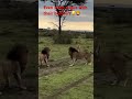 Even Brothers Fight… 😂🦁