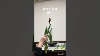 いちはつ、生花 - YouTube