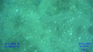 Pyrosome filmed in Buzzards Bay