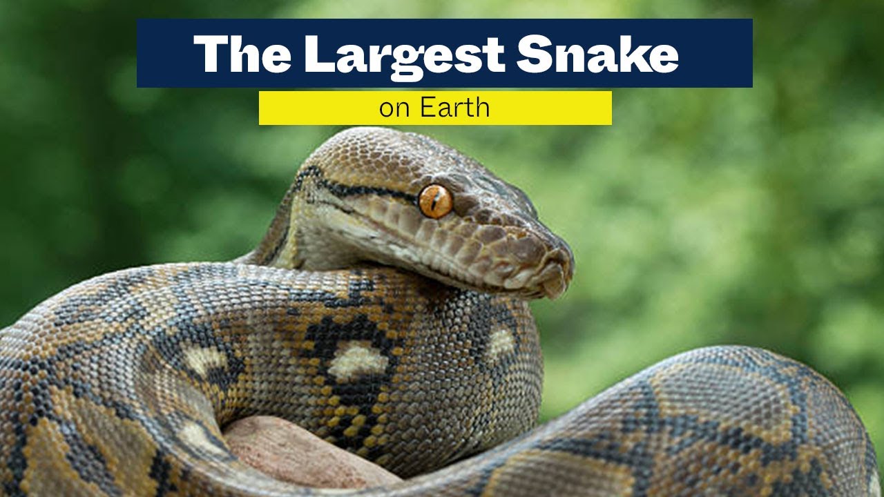 The Largest Snake on Earth 2023 - YouTube