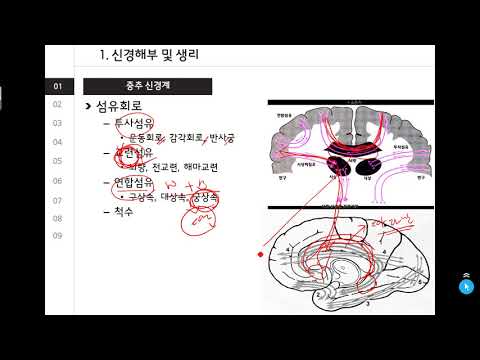 신경언어장애K - 1. 신경해부 및 생리