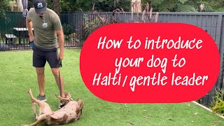 Introducing your dog to a halti/gentle leader. #dog #dogtraining #dogobedience screenshot 1