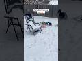 My fur babies playing in their first snow day🐶❤️❄️ Mis perritos jugando en su primer día nevado