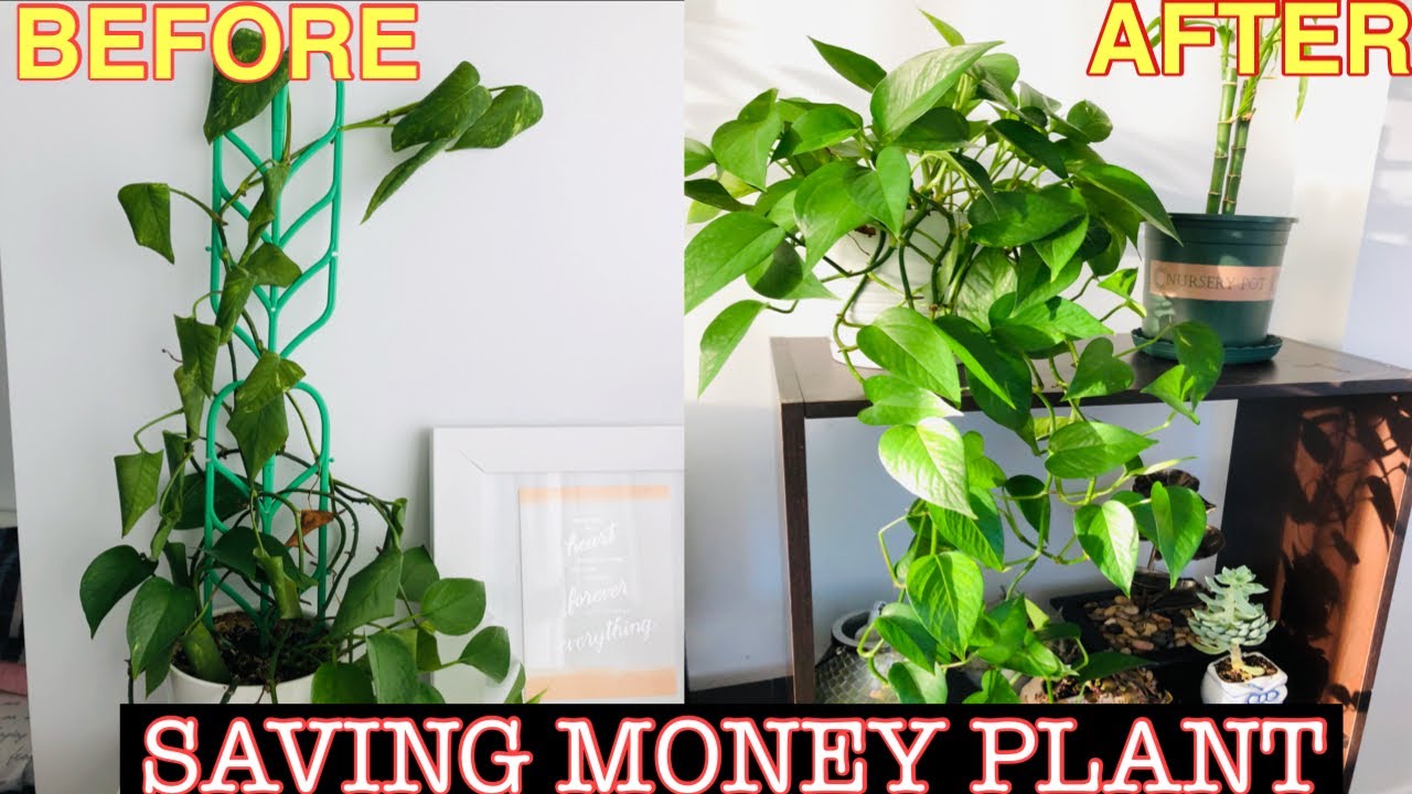 golden pothos indoor plant Buy Our Golden Pothos in Hanging Basket main image 1