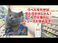 【透明飲料】一時期流行って即終了!?透明飲料ブームの栄光と衰退 #猫マニ #猫ミーム