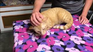 Bayou Animal Services -  Cats 1