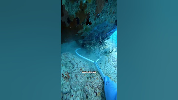 كيف تصطاد جراد البحر 🦞!