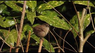 4 Hours Birdsong - Wren Singing - Nature Sounds