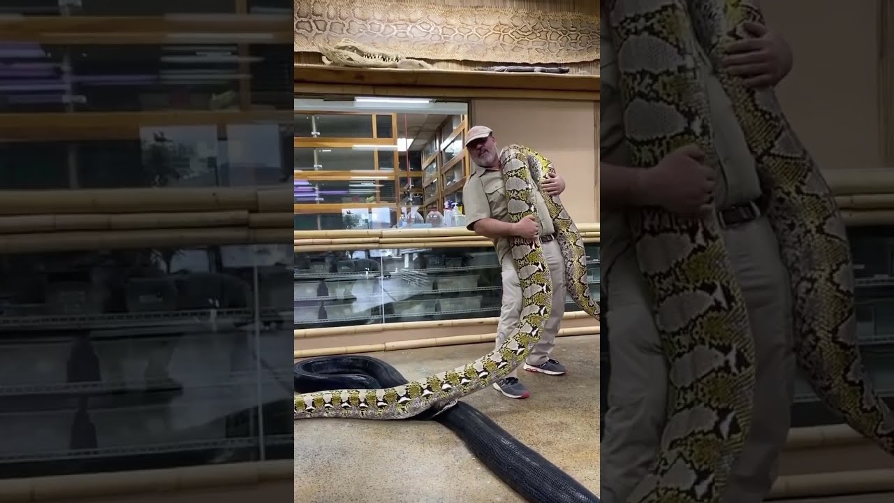 Epic Giant Snake 