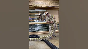Epic Giant Snake 
