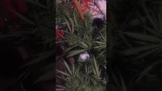 Outdoor garden