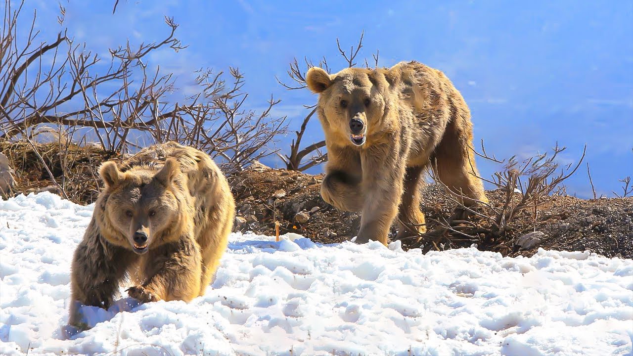 Из-за аномально теплой зимы в Армении животные не стали впадать в спячку