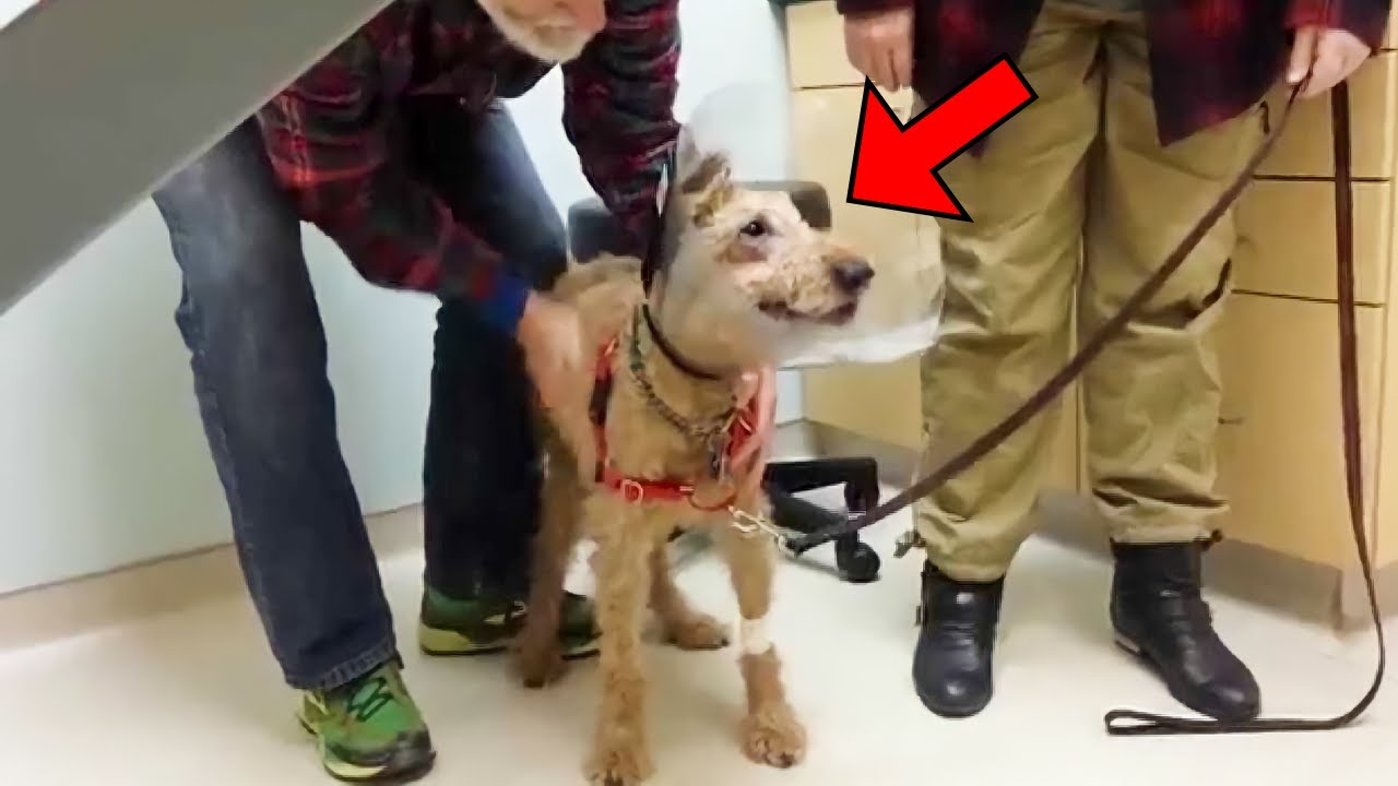 What Does A Blind Dog See