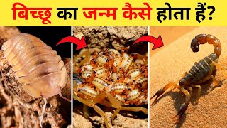बिच्छू का जीवन चक्र | Scorpion Life Cycle Video | Life Cycle Of Scorpion In Hindi | Bichhoo Ka Janm