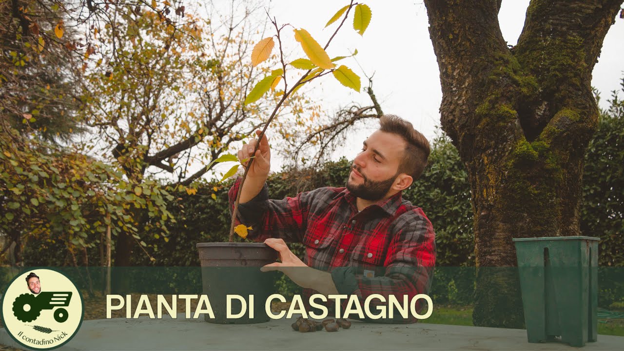 Dalla CASTAGNA al CASTAGNO - Il contadino Nick