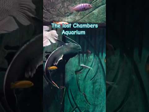 The Lost Chambers Aquarium, Palm Jumeirah Dubai #shorts #travel #Aquarium #Dubai
