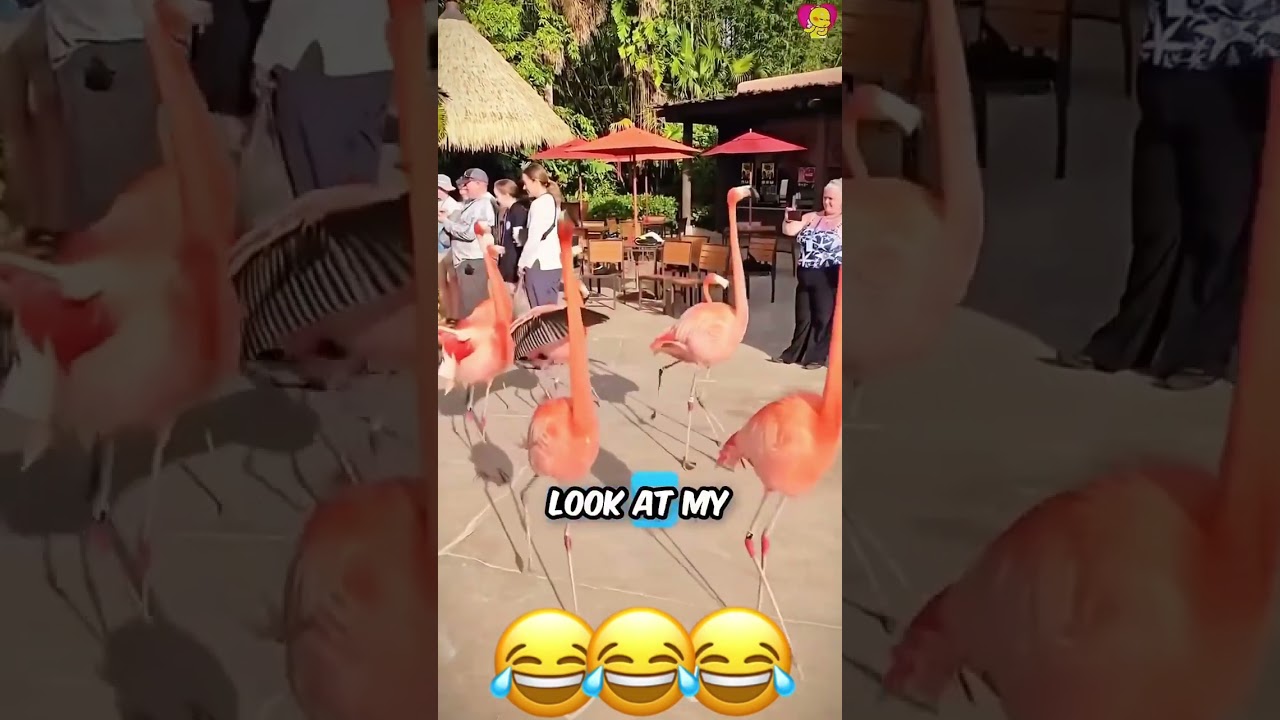 talking animals funniest moments 