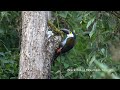 Birds of Central Colombia part two: Western slope central Andes and Cocora valley