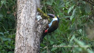 Birds of Central Colombia part two: Western slope central Andes and Cocora valley