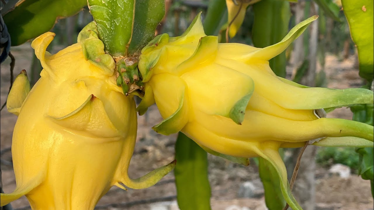 الحلقة ١٥٦ إنتاج مبكر ووفير بدون نت لنوعية ال ISIS والفوائد الصحيه ISIS specs and health benefits