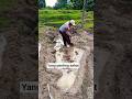 Membuat galengan sawah #shorts #petani #motivasi