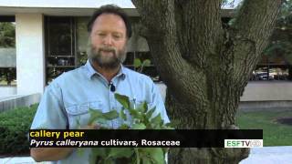 Trees with Don Leopold - callery pear