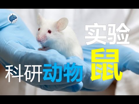 怎样正确看待实验动物？常用实验老鼠品系介绍