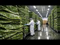 Inside a Massive Banana Leaf Vacuum Packing & Export Shipping Factory (Full Process)