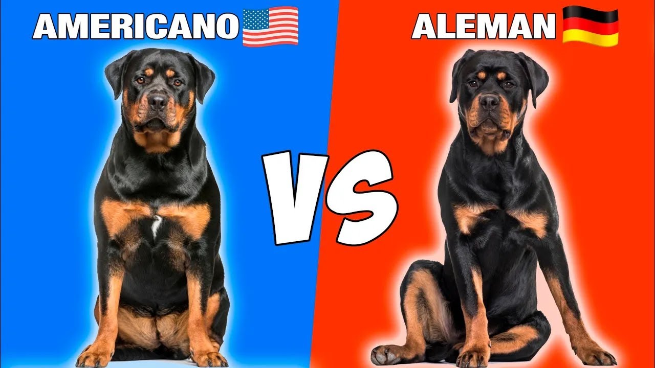 Rottweiler Americano VS Rottweiler Aleman 🇺🇲 VS 🇩🇪