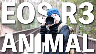 【カメラ】EOS R3で動物を撮る！視線入力AFは使ってみてどう感じたか！ぶっちゃけレビュー