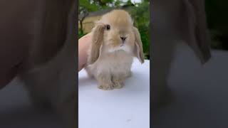 🐰 Meet The Adorable Lop Eared Rabbit Who Thinks Big Feet Are A Delicacy! 😂 Rabbit Pet Gone Wild! �