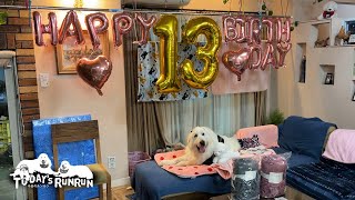 Happy Birthday ! 13歳になったルンルンです　Great Pyrenees　グレートピレニーズ