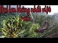 Liều mạng hái bụi lan khủng nhất việt nam(  risking the largest orchid picking in Vietnam)