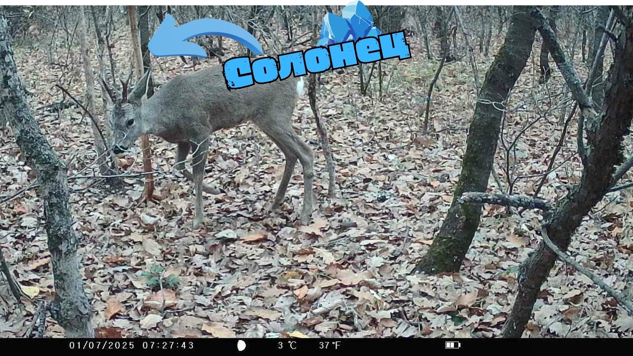 Кто приходит к лесному солонцу???? Съёмки с фотоловушки