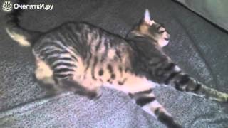 Коту снится сон ужас что то Коту снится сон ужас что то