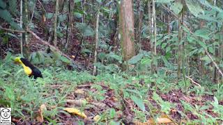 Keel-billed Toucan - Tico Times