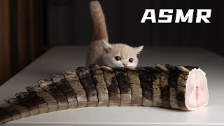 Kitten eating crocodile tail ASMR