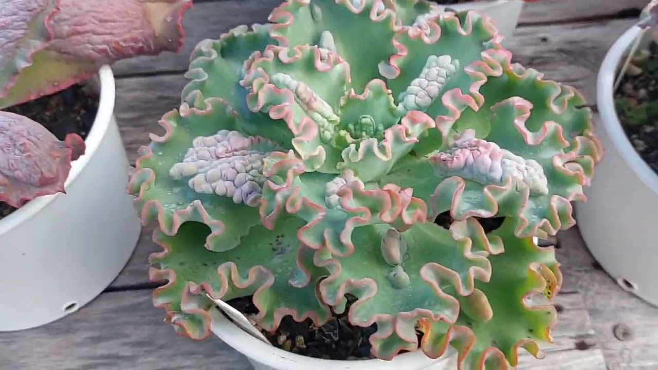 Gibbifloras Identificadas com nome pra você anotar!