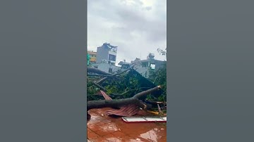 Hình ảnh cuối cùng của cây xà cừ yêu dấu với bao thế hệ học sinh sau trận bão kinh hoàng #shorts