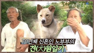 70년째 신혼 같은 노부부 강아지가 반기는 건 수의 장인 할머니뿐이다 | 상길 할머니의 만가 | KBS 인간극장 2013 방송