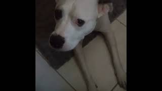 Dog Howls Back in Reply to Owner's I Love You - 1297742