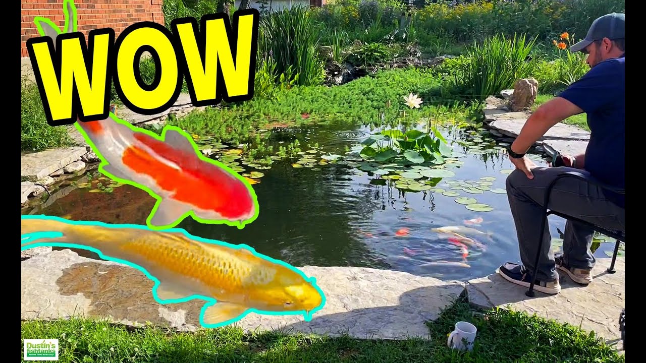 AWESOME Garden Pond Update: Beautiful Koi Fish & Plants