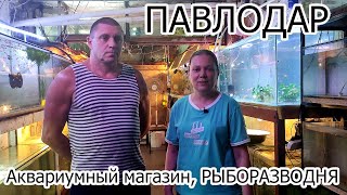 Рыборазводня и аквариумный магазин в Павлодаре. Мы в гостях у Геннадия, профи в аквариумистике.
