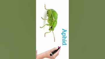 Tiny Glow & Mini Bugs! 🪲✨ Learn 4 Amazing Insects for Kids in 40 Seconds